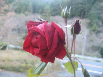 冬薔薇 ふゆそうび 竹林の里からのブログ